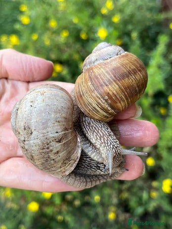 Snails invertebrates Very Rare Helix Pomatia Pet Land Snails SHIP FREE in Wick - Advert 3
