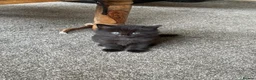 Mixed Breed cats for sale: Beautiful pattered kittens - Advert 4