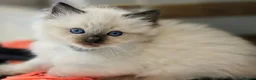 Ragdoll cats for sale: Ragdoll Kittens  in Newport - Advert 15