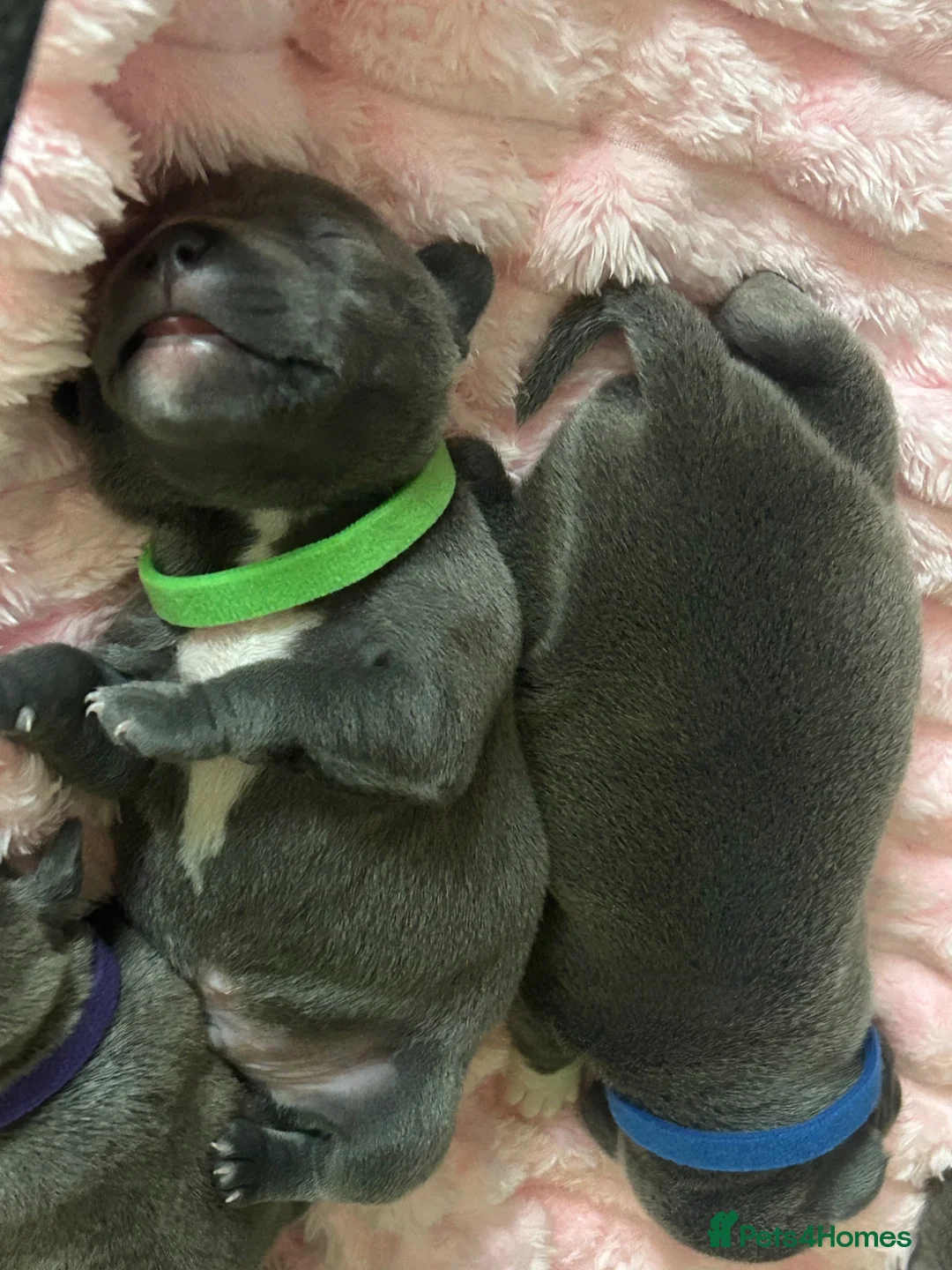 Staffordshire Bull Terrier dogs for sale: KC REG BLUE KING FURY PUPS - Advert 14