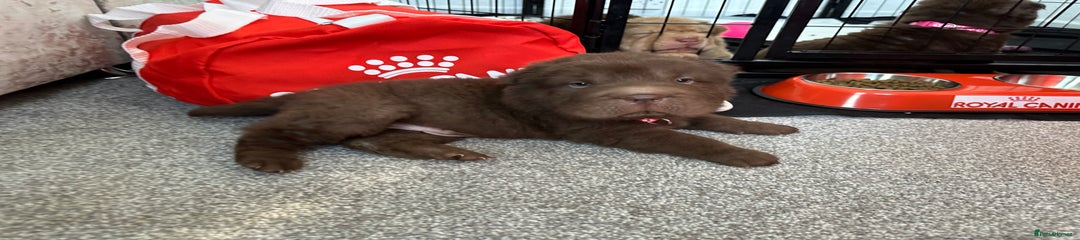 Shar Pei Puppy 5