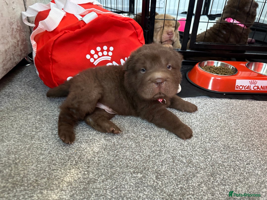 Shar Pei dogs for sale: Top quality bear coat sharpei  - Image 32