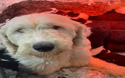 Old English Sheepdog dogs for sale: Old English sheep dog  - Image 13