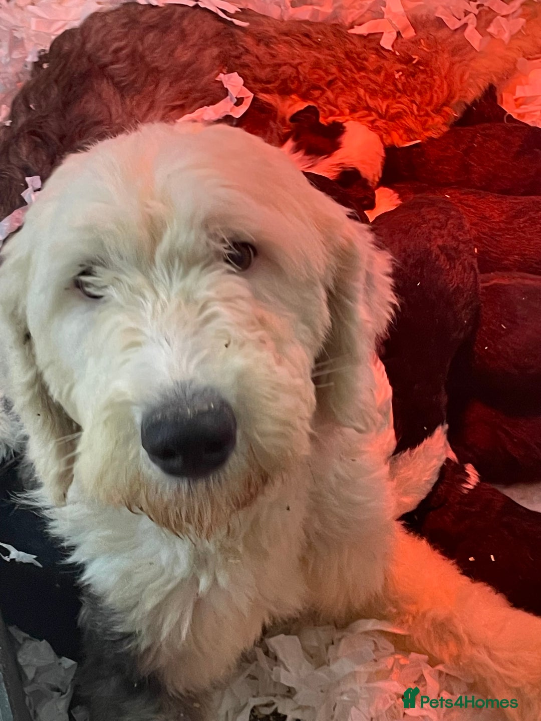 Old English Sheepdog dogs for sale: Old English sheep dog  - Image 13
