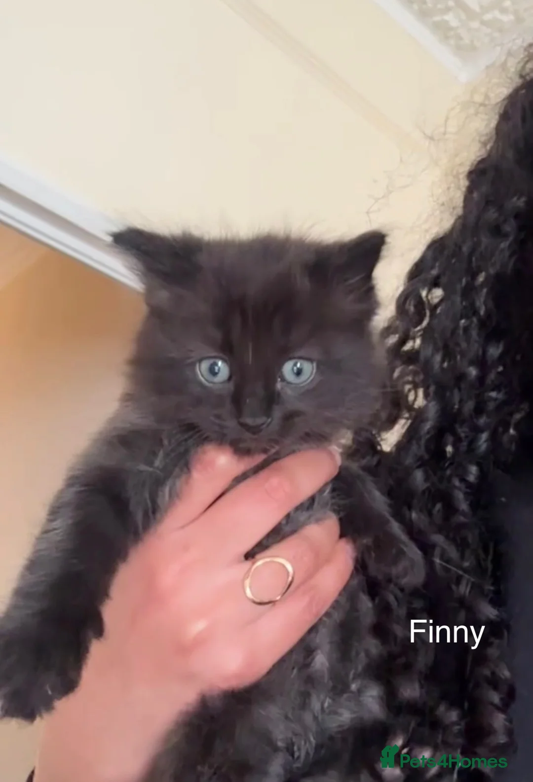 Mixed Breed cats for sale: 3 male half ragdoll kittens🖤 - Advert 2