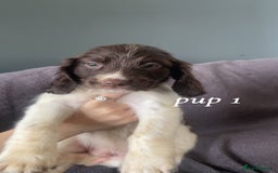 Sprocker dogs for sale: Sprocker spaniels  - Image 3