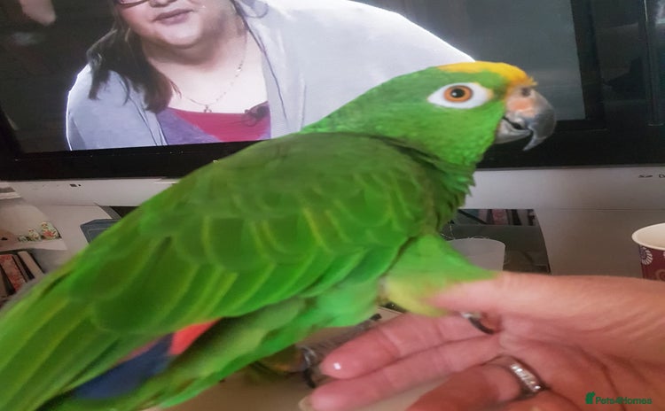 Parrots birds - Advert 5
