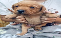 Labrador Retriever dogs for sale: Labrador puppies  - Image 5