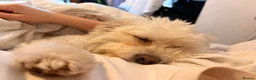 Mixed Breed dogs for adoption: Seif needs a special home  in London - Advert 7