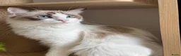 Ragdoll cats for sale: Loving Ragdoll Girl Needs a New Home 🩷 - Advert 2