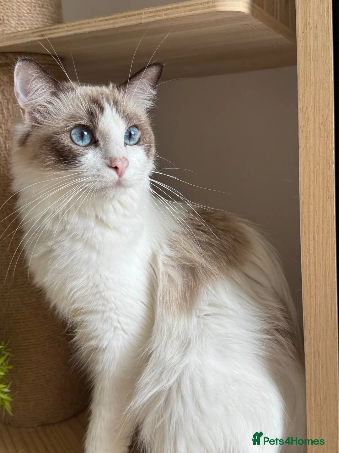 Ragdoll cats for sale: Loving Ragdoll Girl Needs a New Home 🩷 - Advert 2