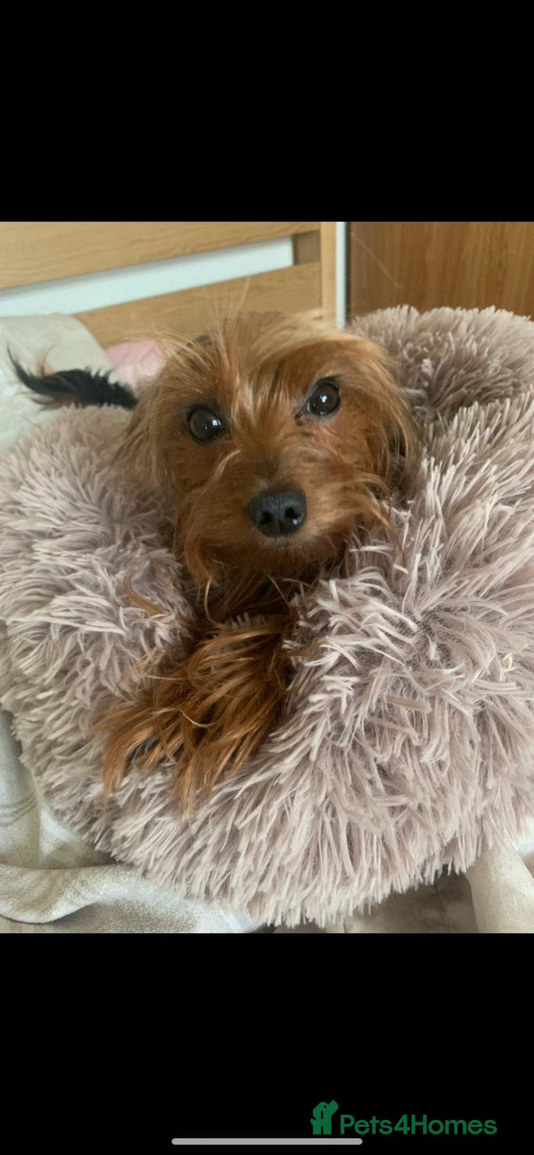 Mixed Breed dogs for sale: Yorkshire terrier x dachund x3 boys - Advert 9