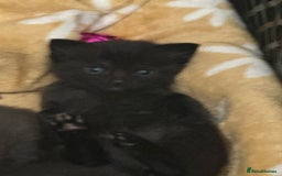 British Shorthair cats for sale: British shorthair kittens  - Image 3