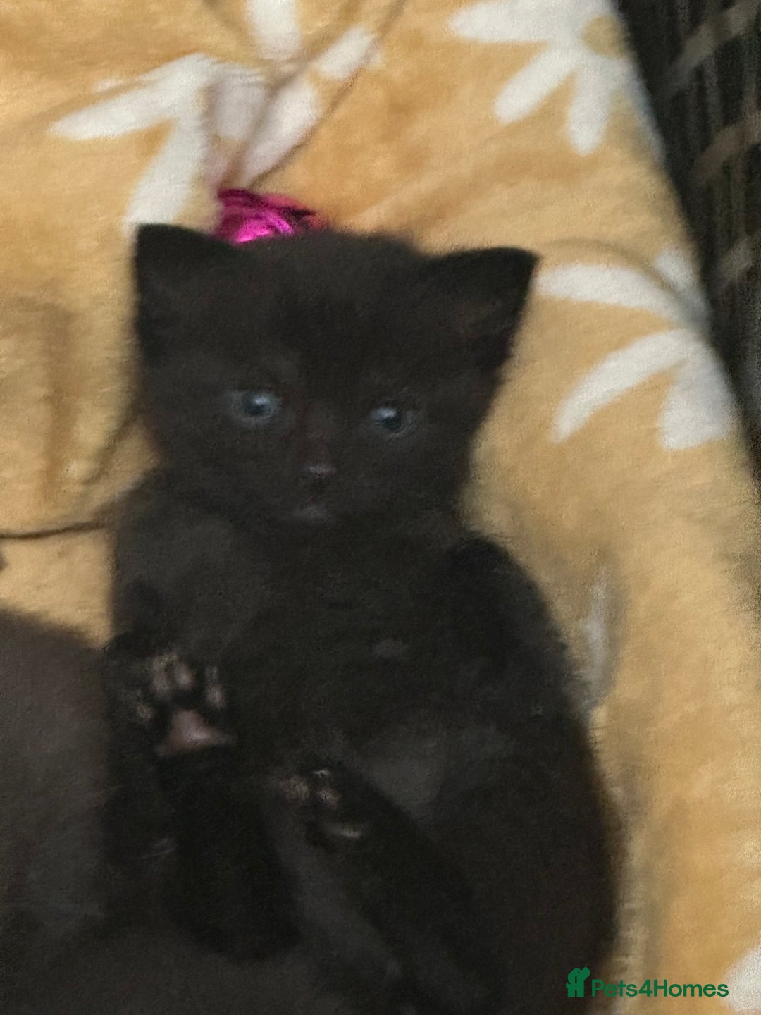 British Shorthair cats for sale: British shorthair kittens  - Image 3