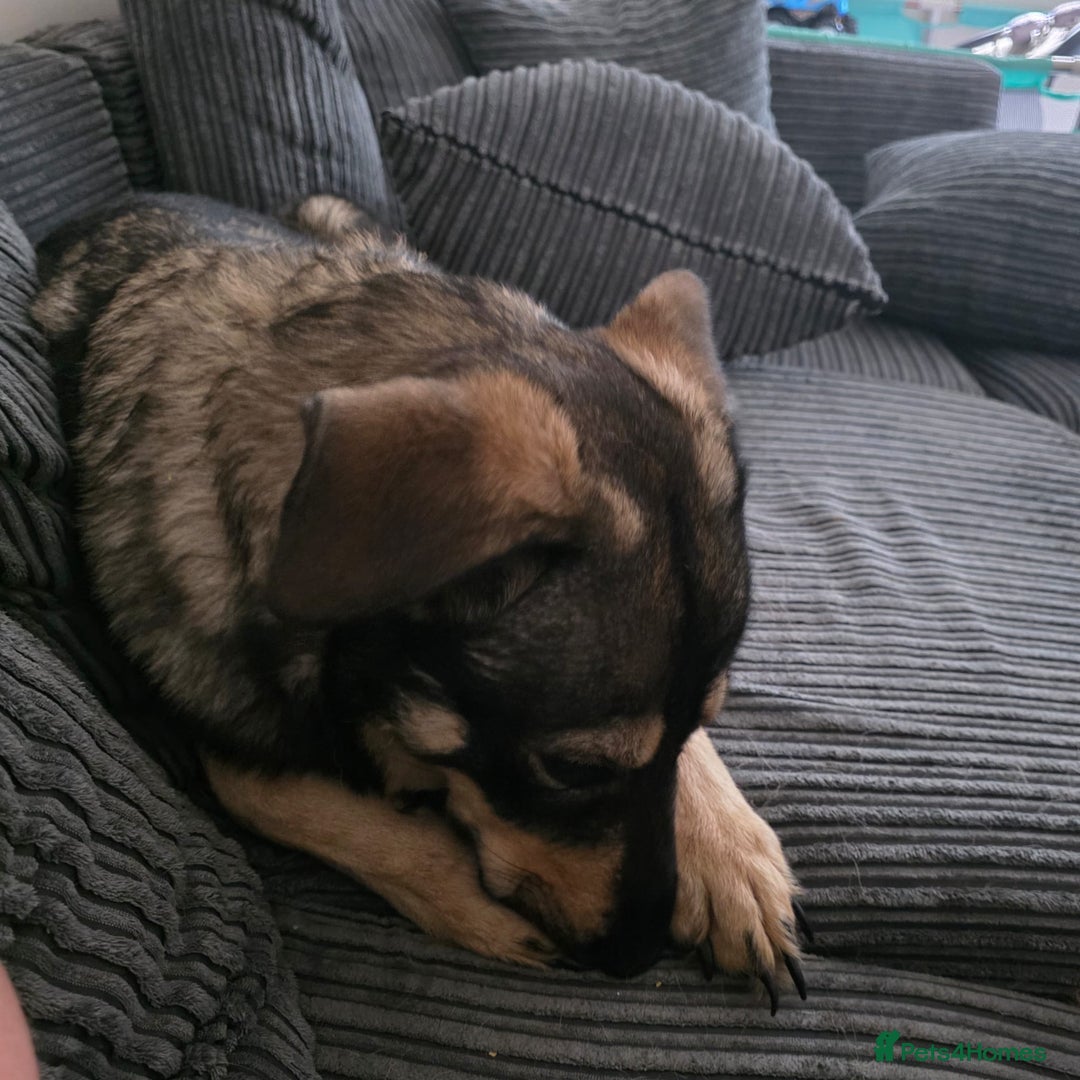 Mixed Breed dogs for sale: Max The GSD X Rottweiler  - Image 4