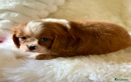 Cavalier King Charles Spaniel dogs for sale: STUNNING CAVALIER PUPPIES READY TO GO ON THE 6TH! - Image 9