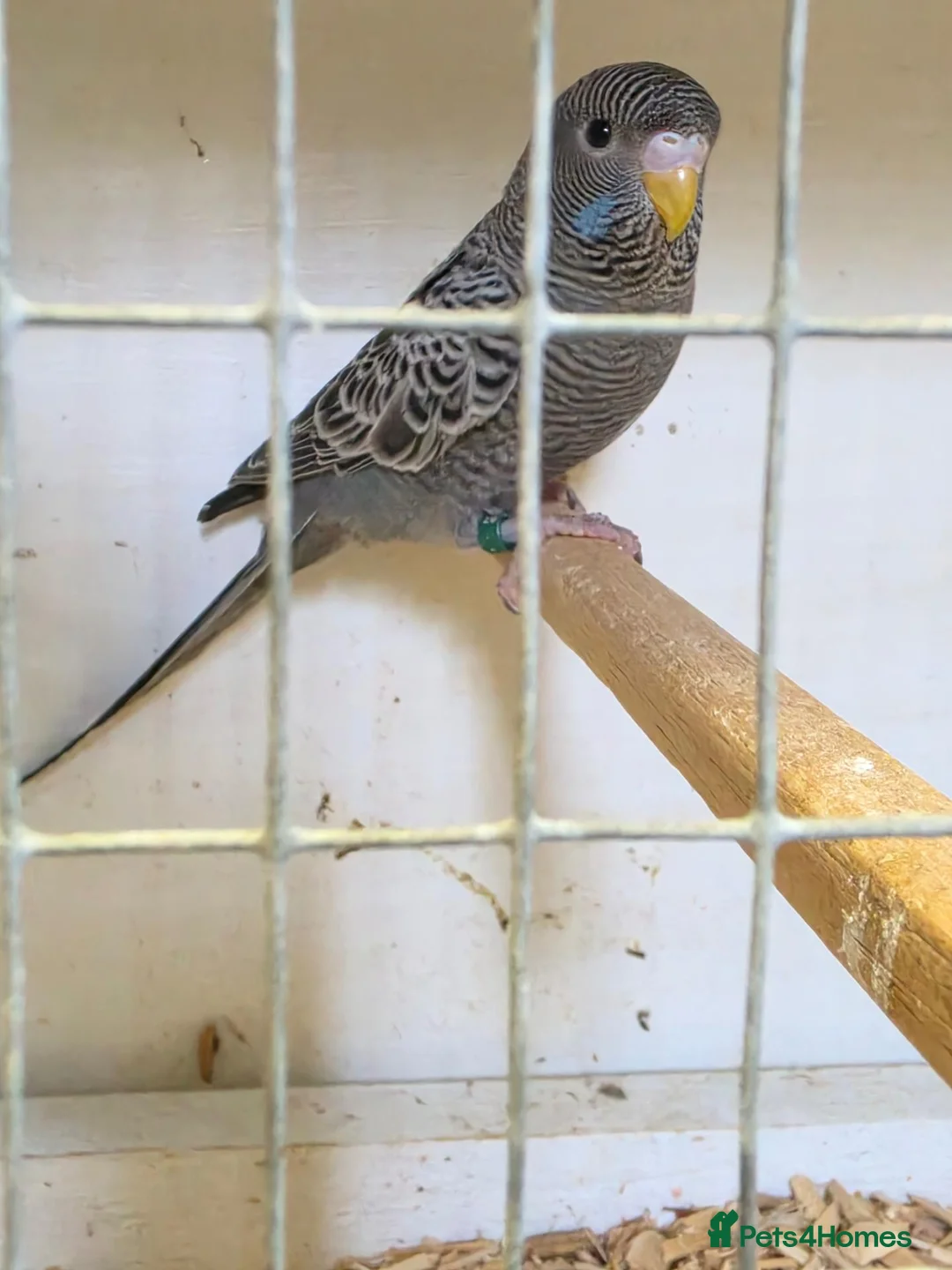 Budgerigars birds for sale: Beautiful Bf/bw & splits - Advert 1