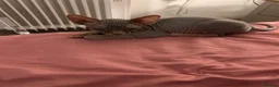 Sphynx cats for sale: Kitten - Advert 10