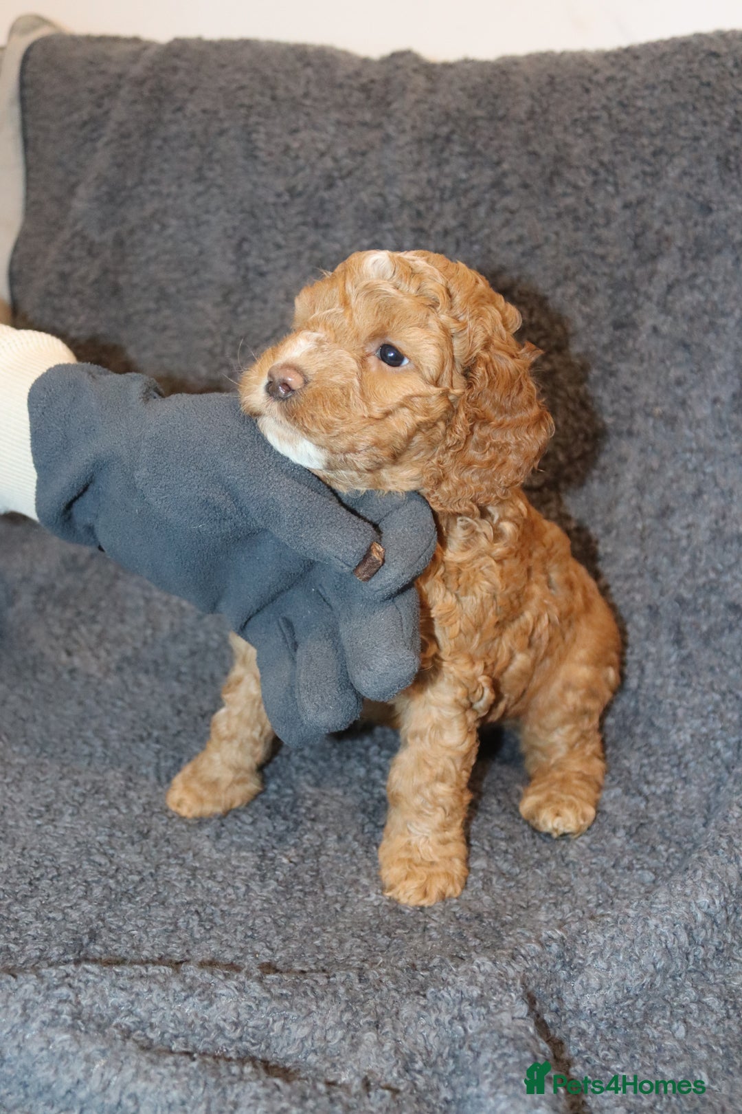 Cockapoo dogs for sale: Adorable Puppies Looking for Their Forever Homes! - Advert 18