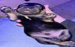 Goldador dogs for sale: Stunning Black Lab/Golden Retriever Puppies - Advert 8