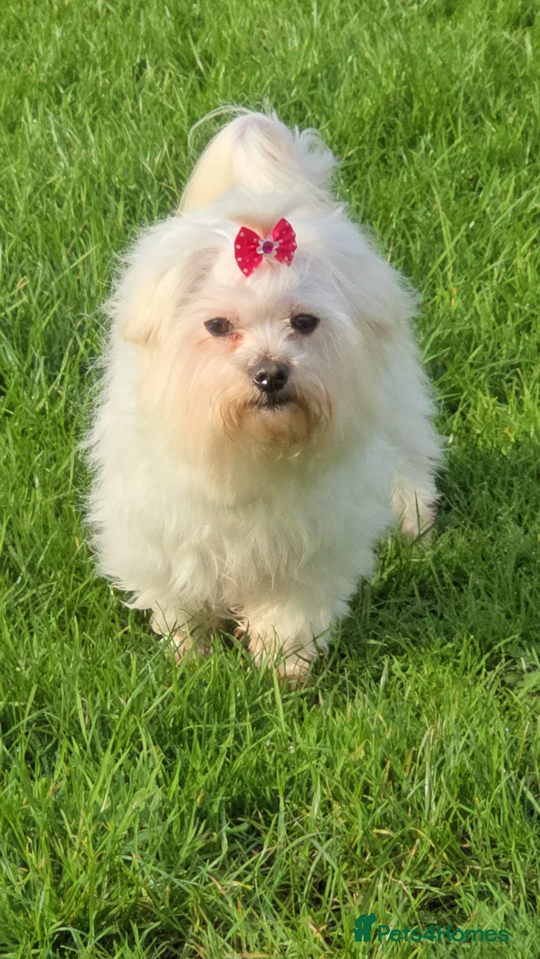 Maltese dogs for sale: *Beautiful Maltese 4yrs girl* - Advert 8