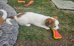 Jack Russell dogs for sale: Pure jack russell puppies  - Image 10