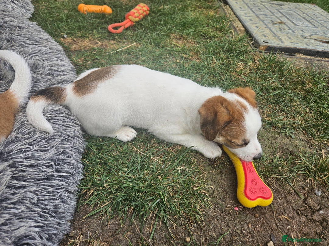 Jack Russell dogs for sale: Pure jack russell puppies  - Image 10