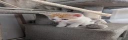 Mixed Breed cats for sale: Gorgeous kittens available  - Advert 4