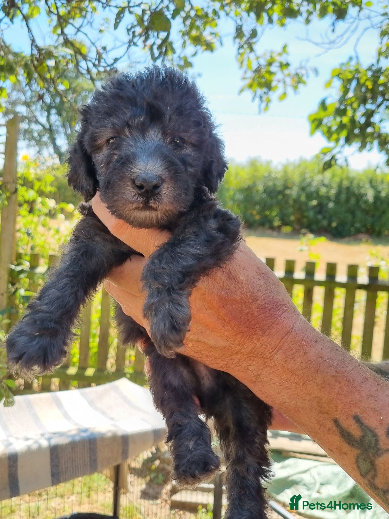 Bedlington Terrier dogs K.c reg Bedlington terrier pups  - Advert 1