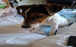 Mixed Breed dogs for sale: Beautiful 8 Month Looking for a Forever Home - Image 2