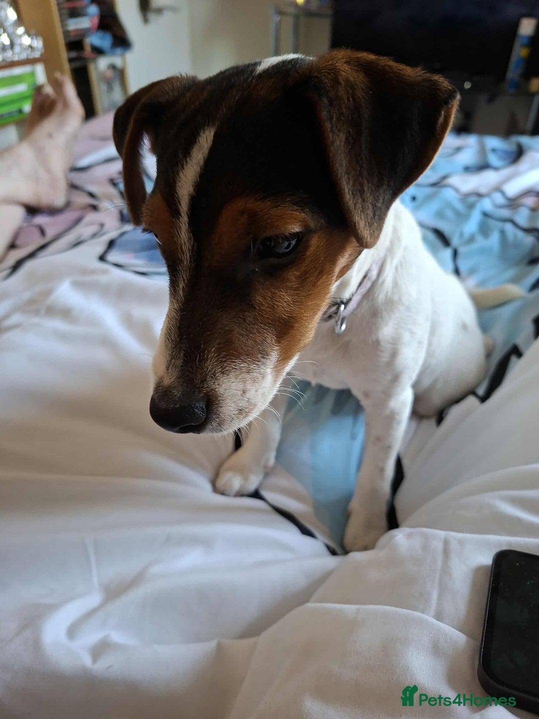 Mixed Breed dogs for sale: Beautiful 8 Month Looking for a Forever Home - Image 2