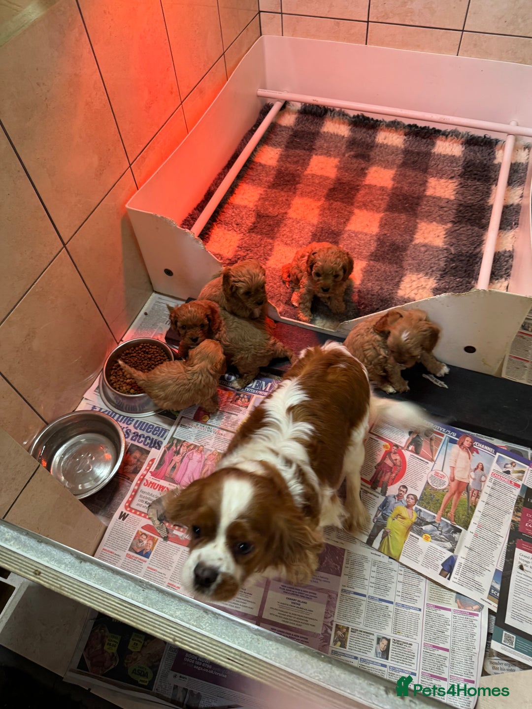 Cavapoo dogs for sale: Cavapoo puppies - Advert 2