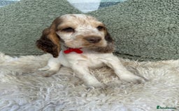 Cocker Spaniel dogs for sale: KC Registered Show Type Cocker Spaniels - Image 4