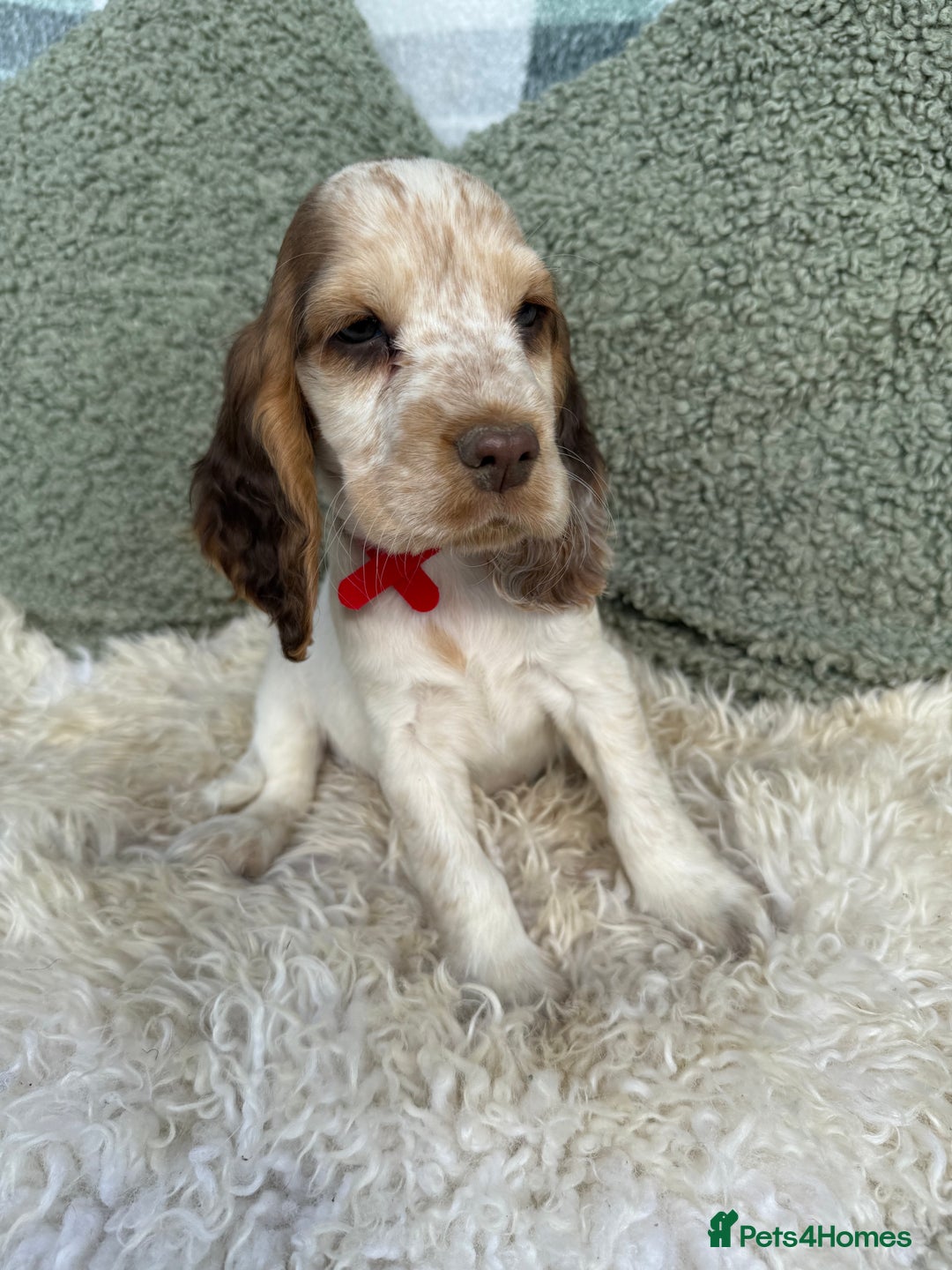 Cocker Spaniel dogs for sale: KC Registered Show Type Cocker Spaniels - Image 4