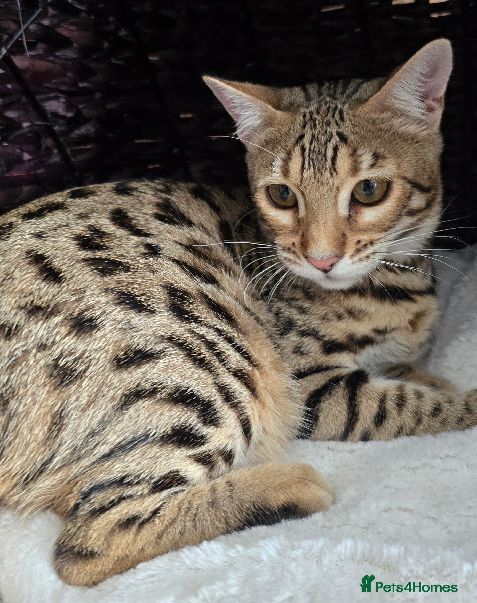 Bengal cats Looking for 5⭐️🏡 for Kiara from 28th March - Advert 5