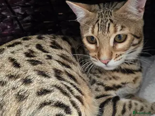 Bengal cats Looking for 5⭐️🏡 for Kiara from 28th March - Advert 5