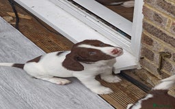 English Springer Spaniel dogs for sale: ESS girl puppies  - Image 15