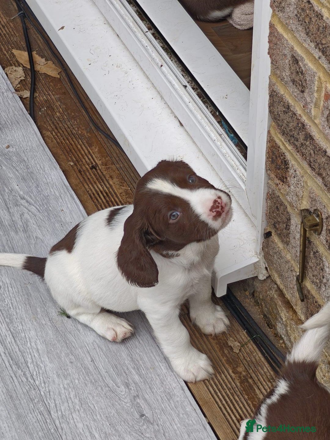 English Springer Spaniel dogs for sale: ESS girl puppies  - Image 15