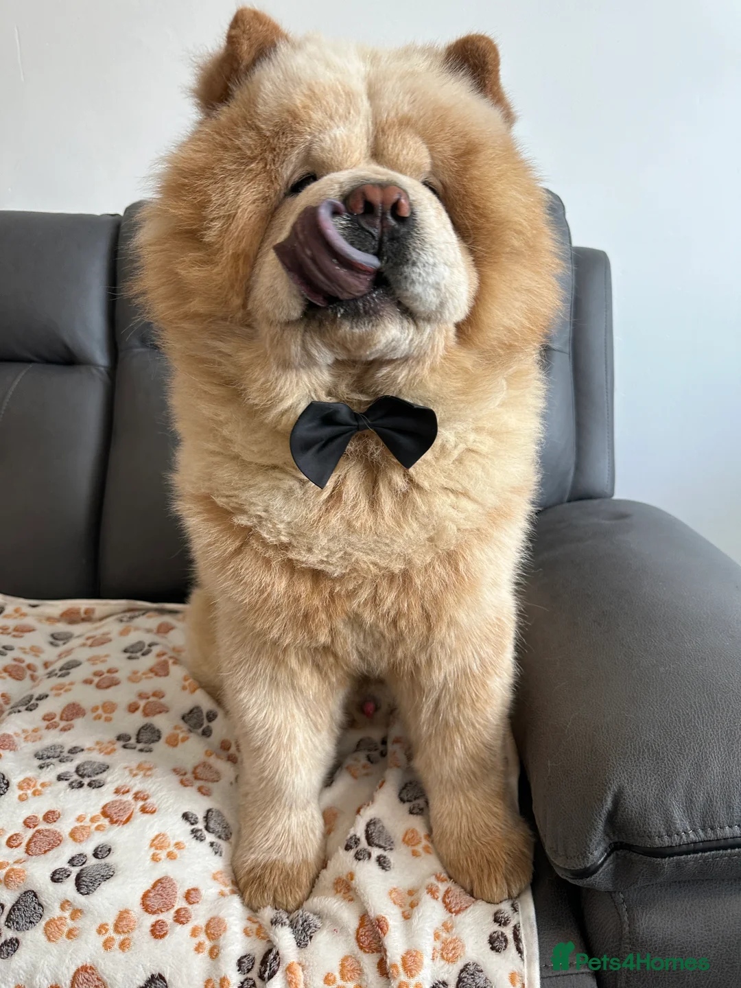 Chow Chow dogs for stud: Mickey: Charming Cream-Colored Stud in Aberdeen - Advert 5