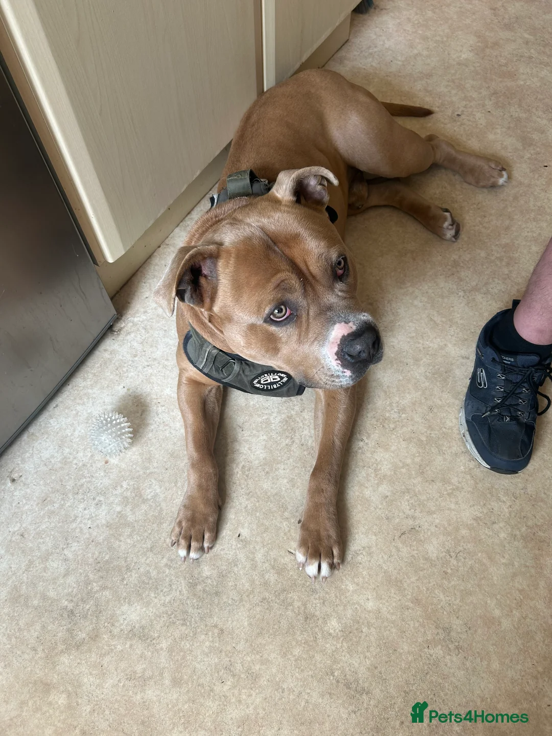 Mixed Breed dogs for sale: American bulldog cross with Staffordshire  - Advert 2