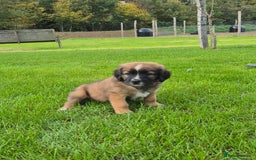 Mixed Breed dogs for sale: St Bernard Cross Puppies - Image 5