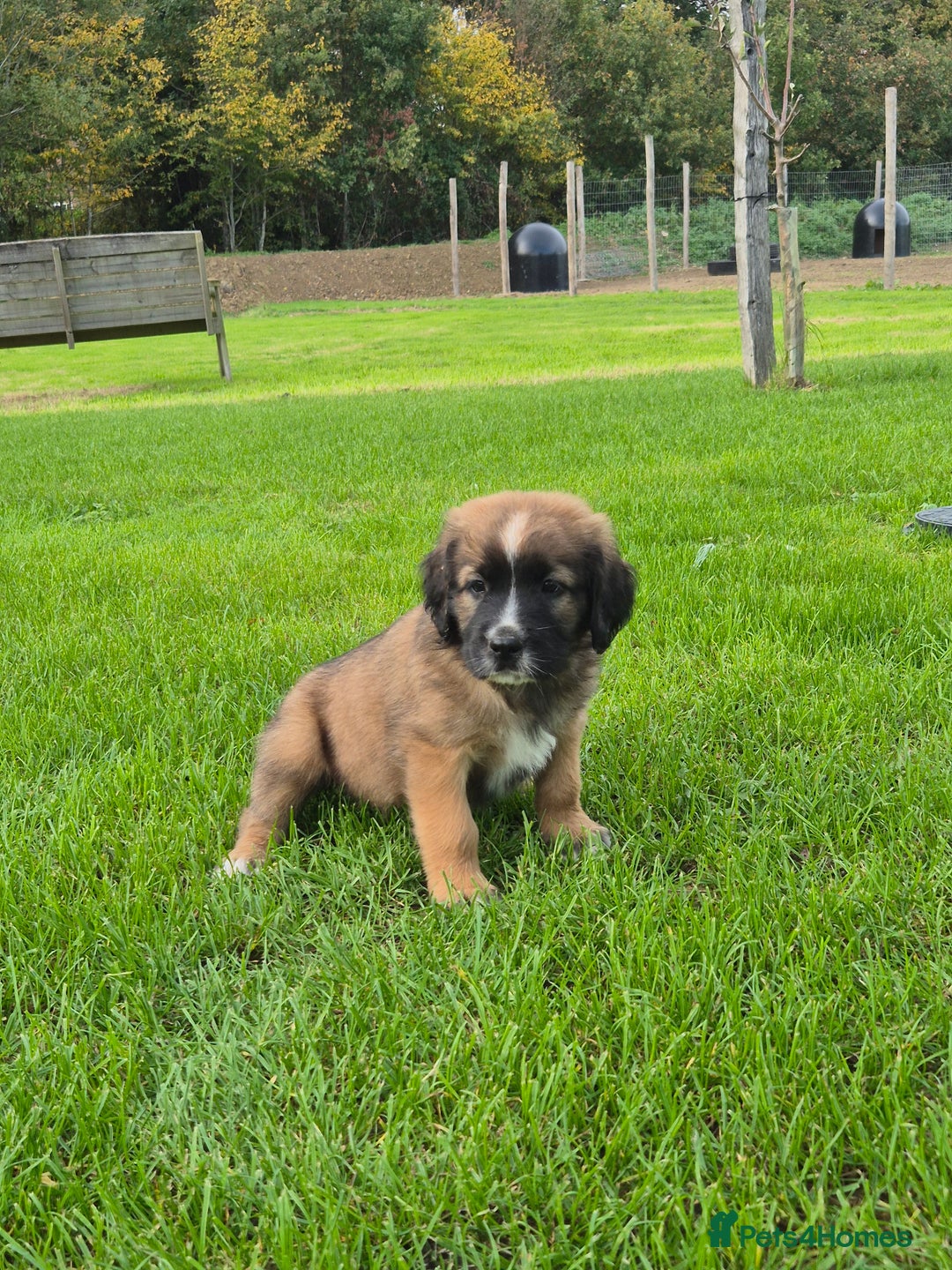 Mixed Breed dogs for sale: St Bernard Cross Puppies - Image 5