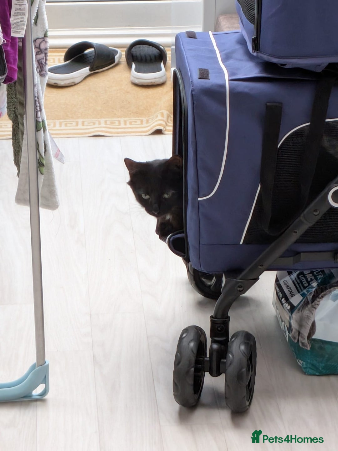 Domestic Shorthair cats for sale: 3 boys, 1 girl kittens  - Image 22