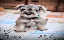Miniature Schnauzer dogs for sale: ⭐️⭐️ KC REGISTERED PUPS ⭐️⭐️ - Image 5