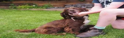 Cocker Spaniel dogs for sale: KC registered Working Cockers- Maesydderwen bred - Advert 20