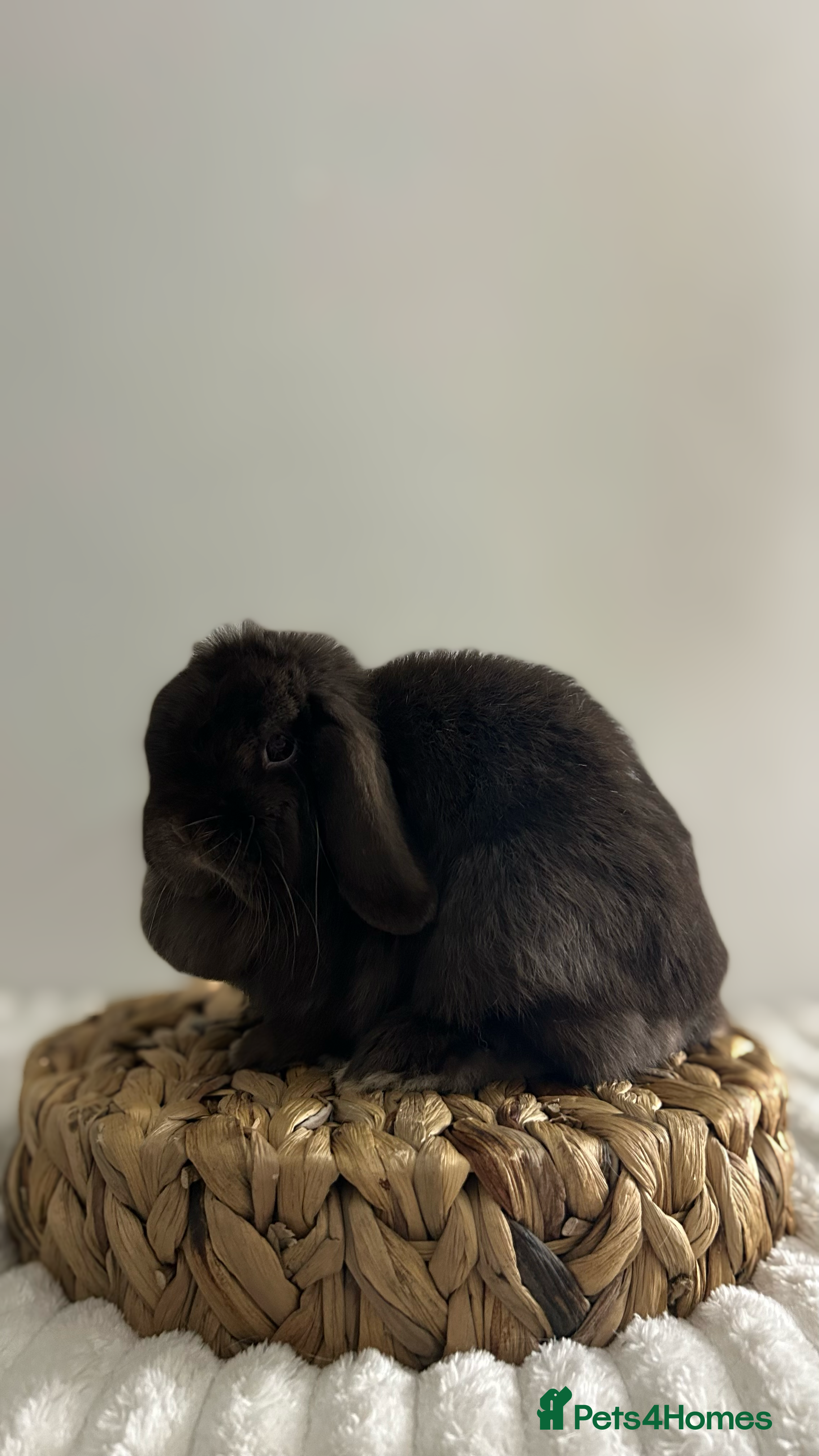Mini Lop rabbits Miniature Lop Doe looking for her forever home 🤍 - Advert 17