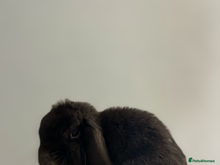 Mini Lop rabbits Miniature Lop Doe looking for her forever home 🤍 - Advert 17