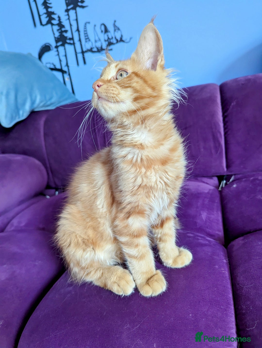 Maine Coon cats for sale: Beautiful Pedigree Maine Coon Kittens  - Image 21