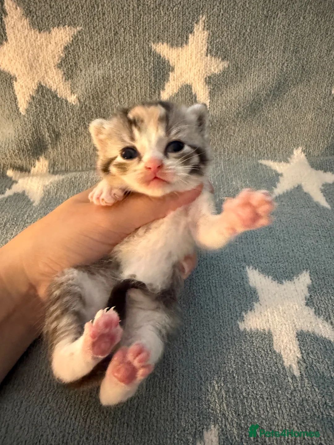 British Shorthair cats for sale: British shorthair kittens from champion lines  - Advert 1
