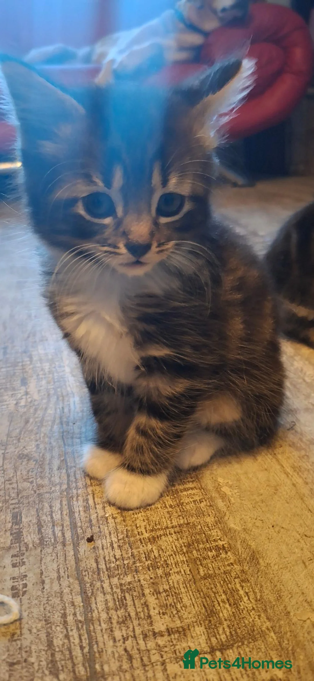 Mixed Breed cats for sale: Beautiful kittens for sale  - Advert 20
